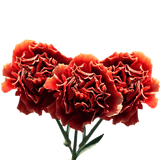 Bi-Color Carnations Fresh Flower Bouquets