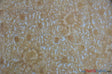 Wedding Bliss 100 Percent Polyester Chiffon Fabric - 3D Floral Embroidery, Semi Sheer, 52" Width, 4 Colors (1 Yard)