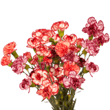 Bi-Color Spray Carnations – Fresh Flower Bouquets