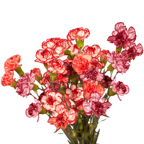 Bi-Color Spray Carnations – Fresh Flower Bouquets