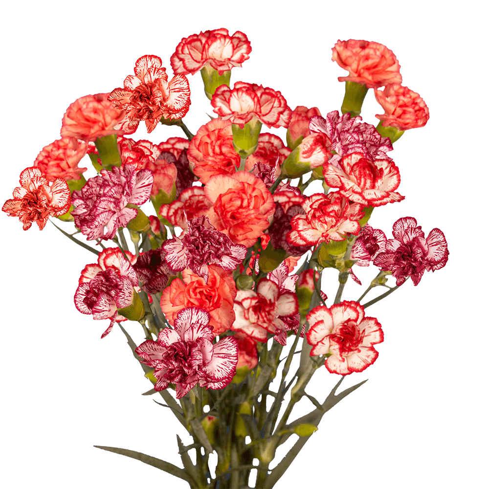 Bi-Color Spray Carnations – Fresh Flower Bouquets
