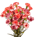 Bi-Color Spray Carnations – Fresh Flower Bouquets