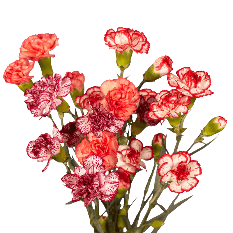 Bi-Color Spray Carnations – Fresh Flower Bouquets