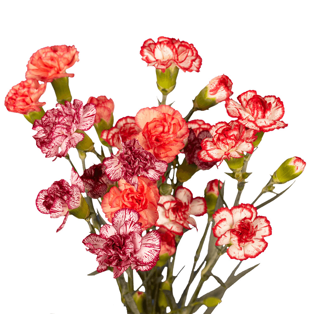 Bi-Color Spray Carnations – Fresh Flower Bouquets