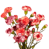 Bi-Color Spray Carnations – Fresh Flower Bouquets