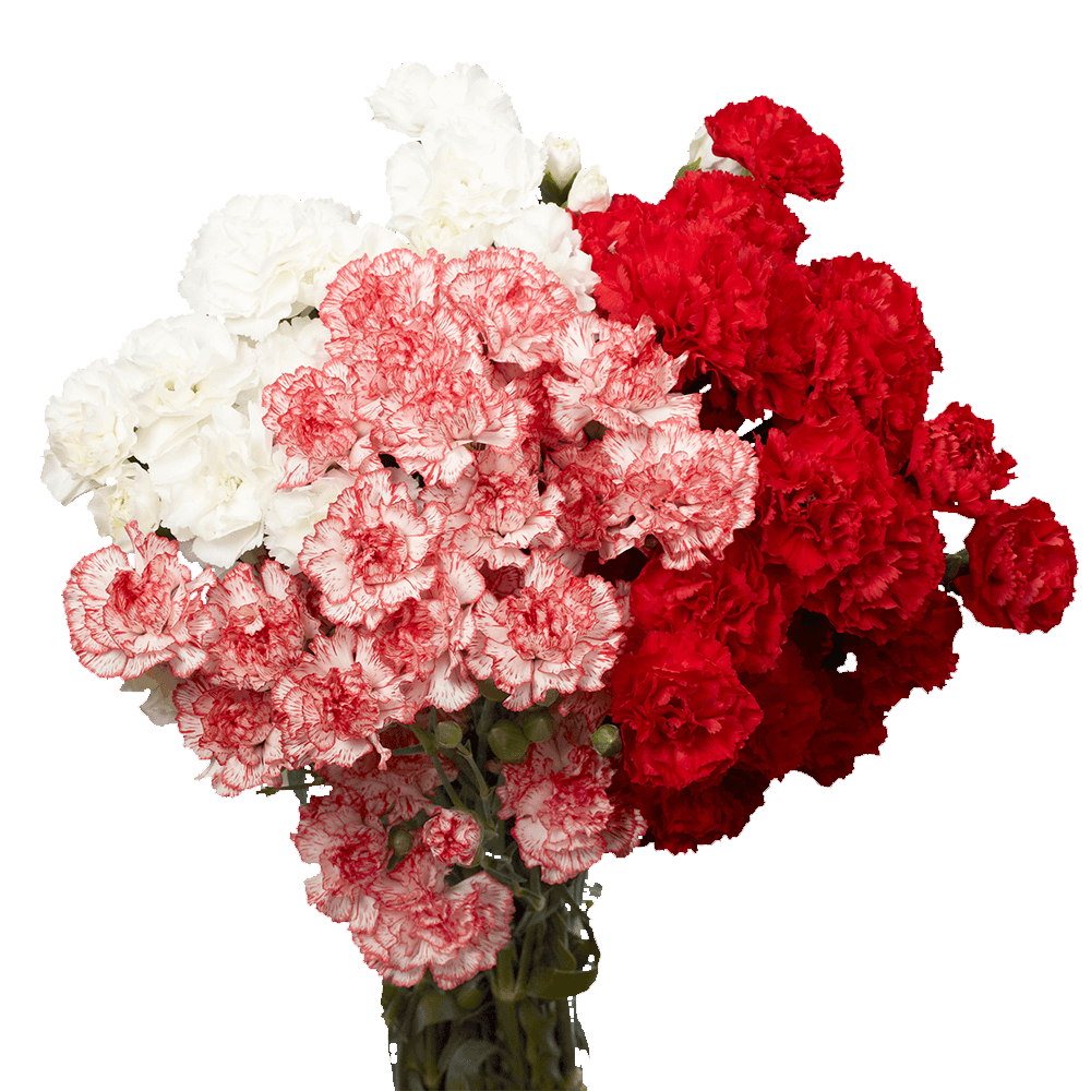 Christmas Spray Carnations – Fresh Flower Bouquets