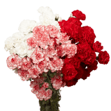 Christmas Spray Carnations – Fresh Flower Bouquets