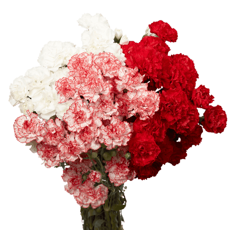 Christmas Spray Carnations – Fresh Flower Bouquets