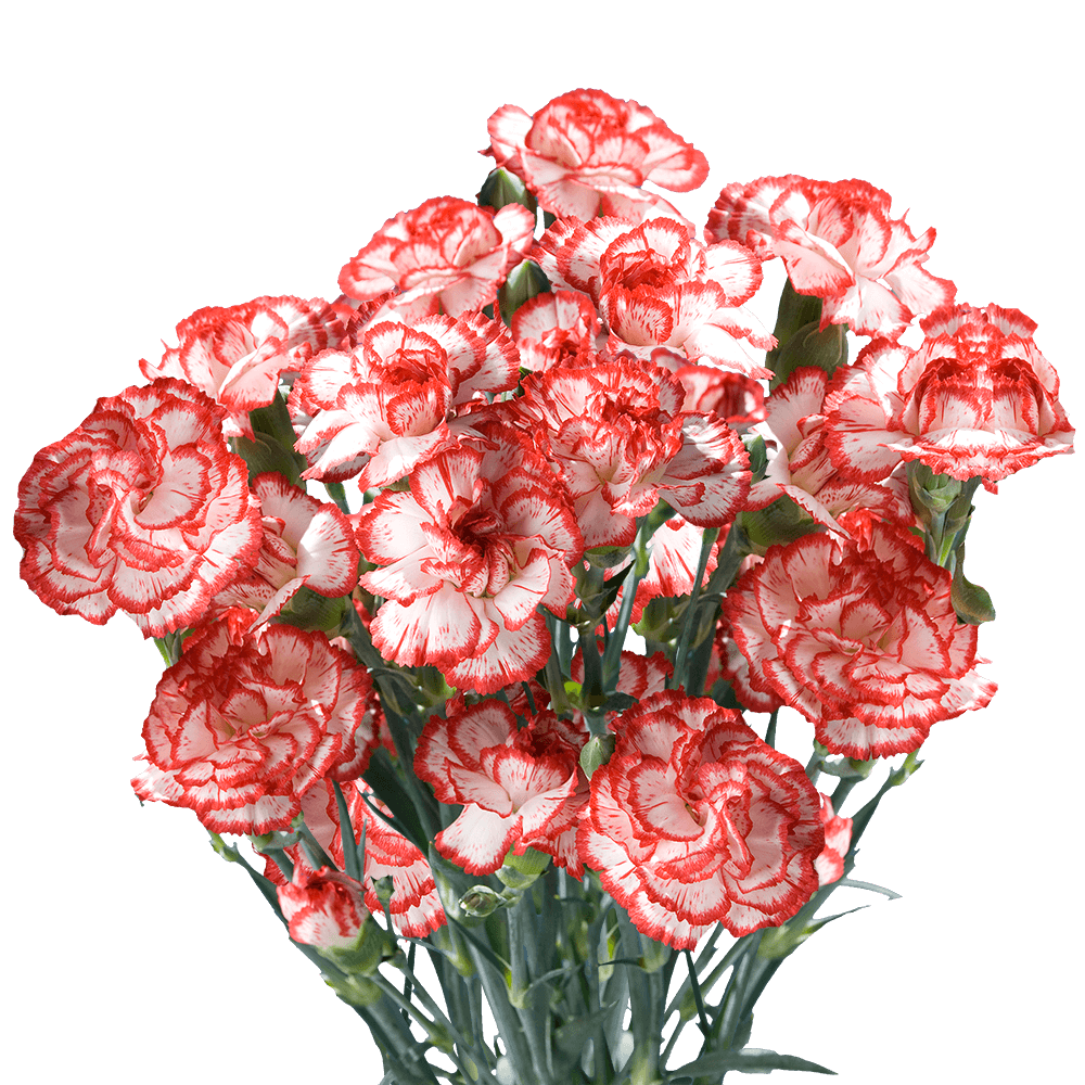 Christmas Spray Carnations – Fresh Flower Bouquets