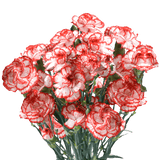 Christmas Spray Carnations – Fresh Flower Bouquets
