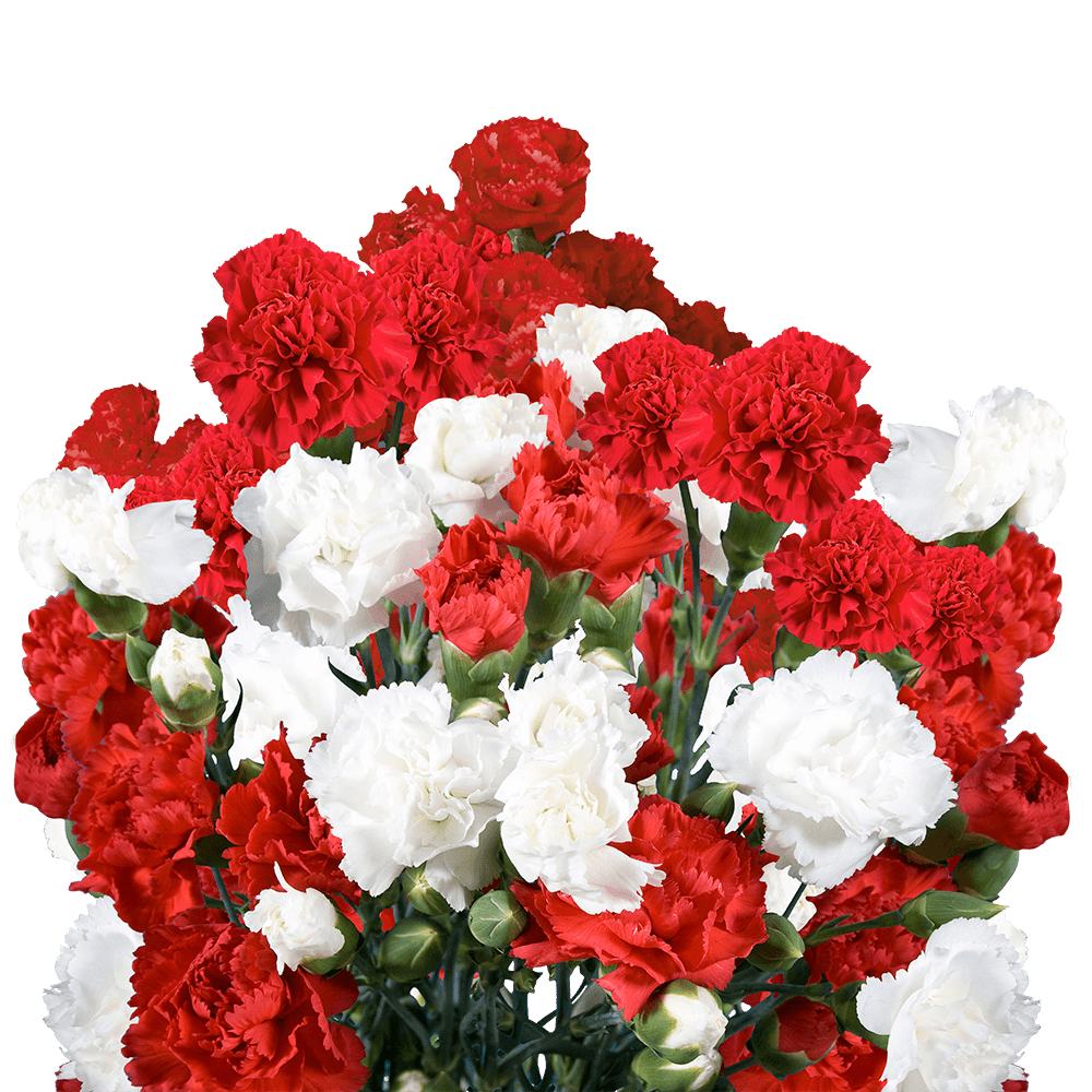 Christmas Spray Carnations – Fresh Flower Bouquets