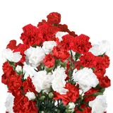 Christmas Spray Carnations – Fresh Flower Bouquets