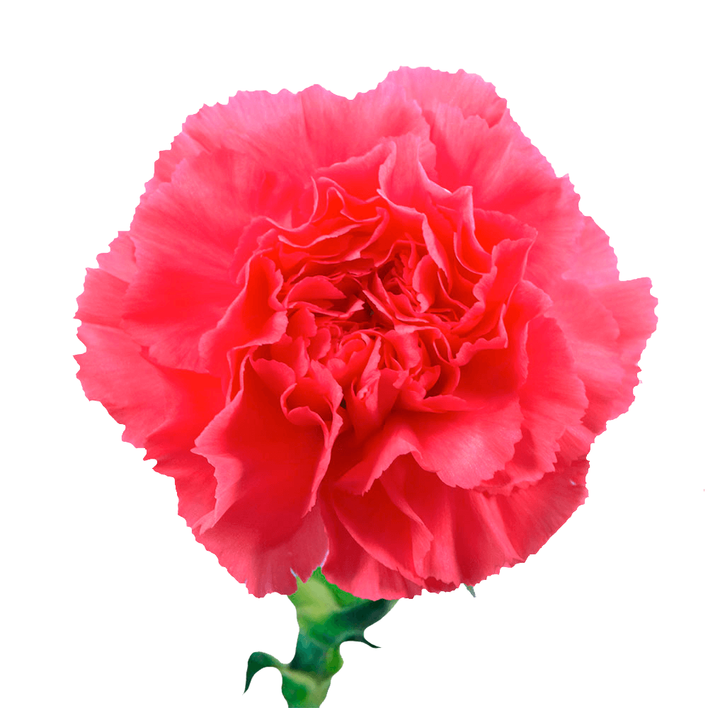 Hot Pink Carnations Bunches – Fresh Flower Bouquets