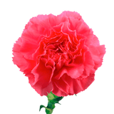 Hot Pink Carnations Bunches – Fresh Flower Bouquets