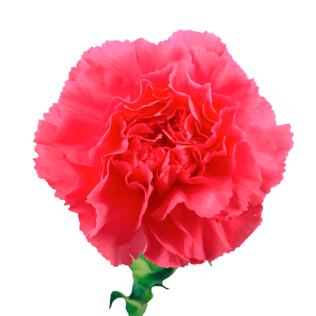 Hot Pink Carnations Bunches – Fresh Flower Bouquets