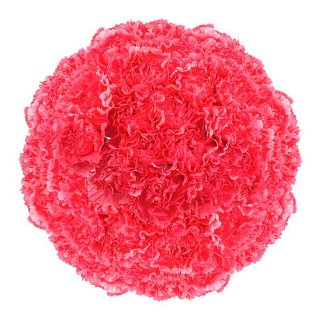 Hot Pink Carnations Bunches – Fresh Flower Bouquets