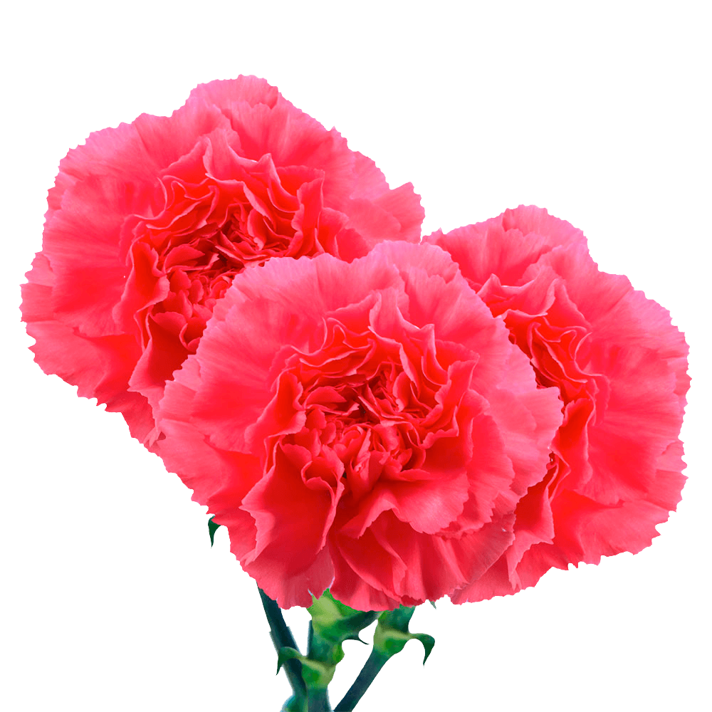 Hot Pink Carnations Bunches – Fresh Flower Bouquets
