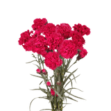 Hot Pink Spray Carnations – Fresh Flower Bouquets