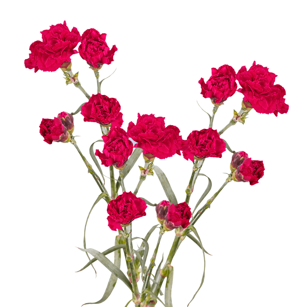 Hot Pink Spray Carnations – Fresh Flower Bouquets