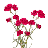 Hot Pink Spray Carnations – Fresh Flower Bouquets