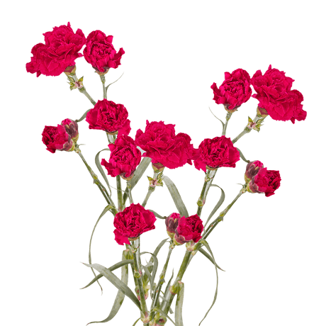 Hot Pink Spray Carnations – Fresh Flower Bouquets