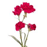 Hot Pink Spray Carnations – Fresh Flower Bouquets