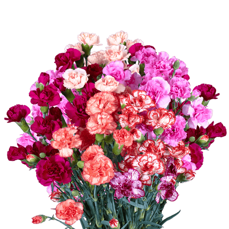 Novelty Color Spray Carnations – Fresh Cut Flower Stems