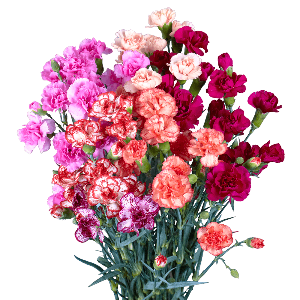 Novelty Color Spray Carnations – Fresh Cut Flower Stems