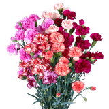 Novelty Color Spray Carnations – Fresh Cut Flower Stems