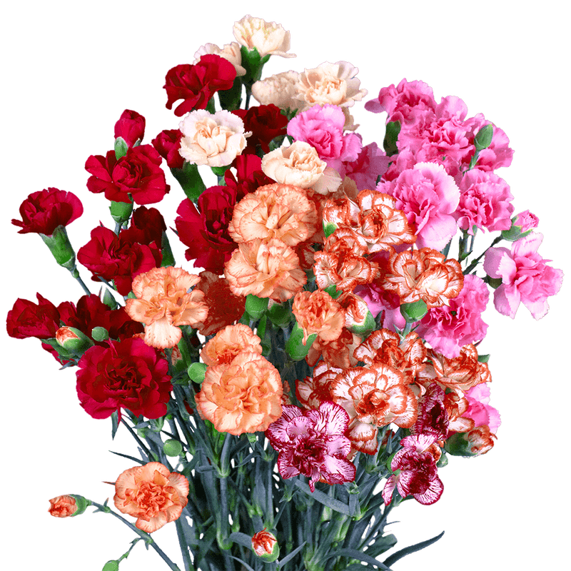 Novelty Color Spray Carnations – Fresh Cut Flower Stems