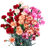 Novelty Color Spray Carnations – Fresh Cut Flower Stems