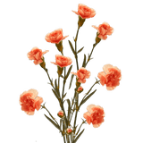 Orange Spray Carnations Bunches – Fresh Cut Flowers