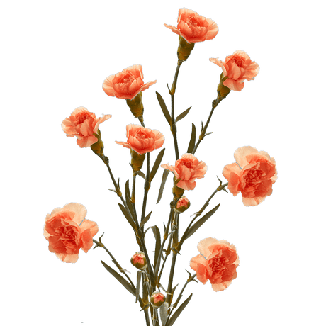 Orange Spray Carnations Bunches – Fresh Cut Flowers