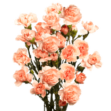 Orange Spray Carnations Bunches – Fresh Cut Flowers