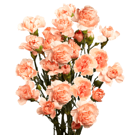 Orange Spray Carnations Bunches – Fresh Cut Flowers