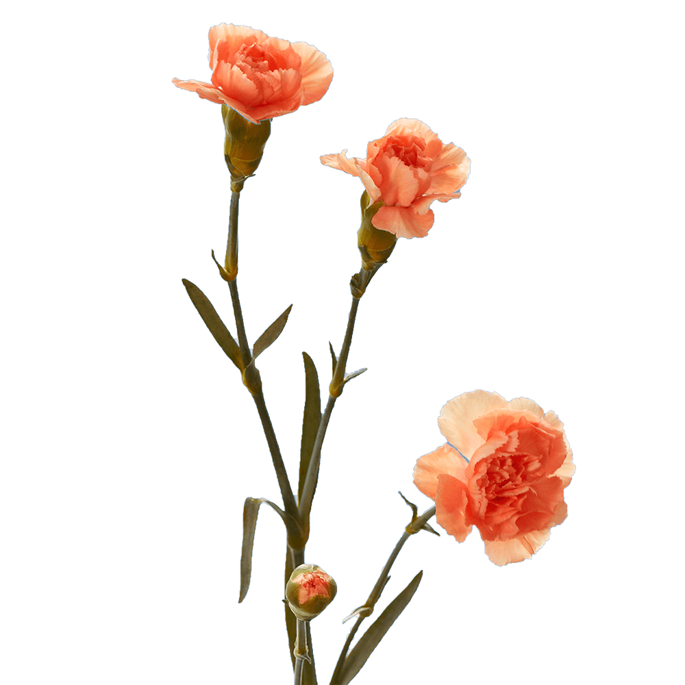 Orange Spray Carnations Bunches – Fresh Cut Flowers