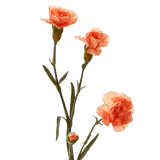 Orange Spray Carnations Bunches – Fresh Cut Flowers