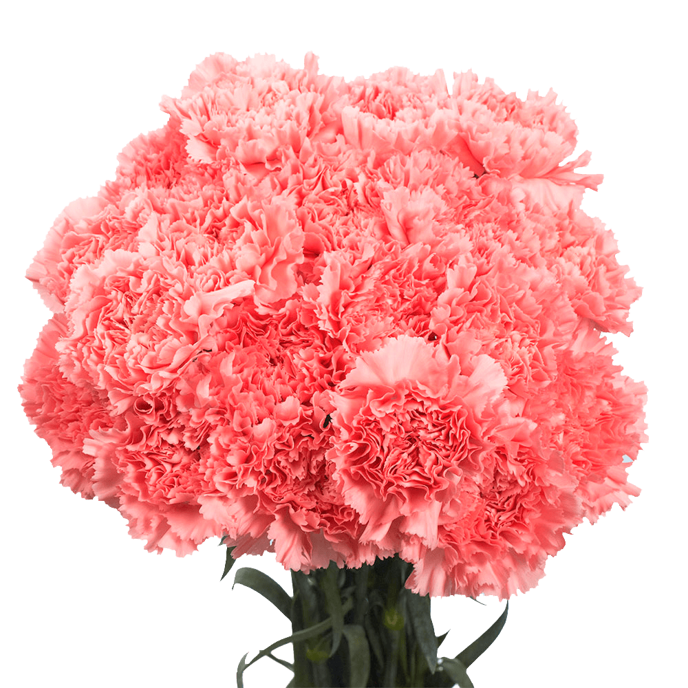 Pink Carnations Bunches – Fresh Flower Bouquets