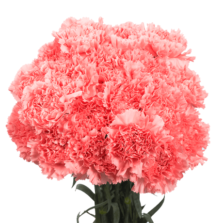 Pink Carnations Bunches – Fresh Flower Bouquets