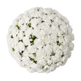 White Spray Carnations Bunches – Fresh Cut Flowers
