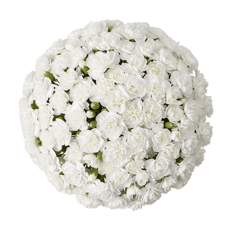 White Spray Carnations Bunches – Fresh Cut Flowers