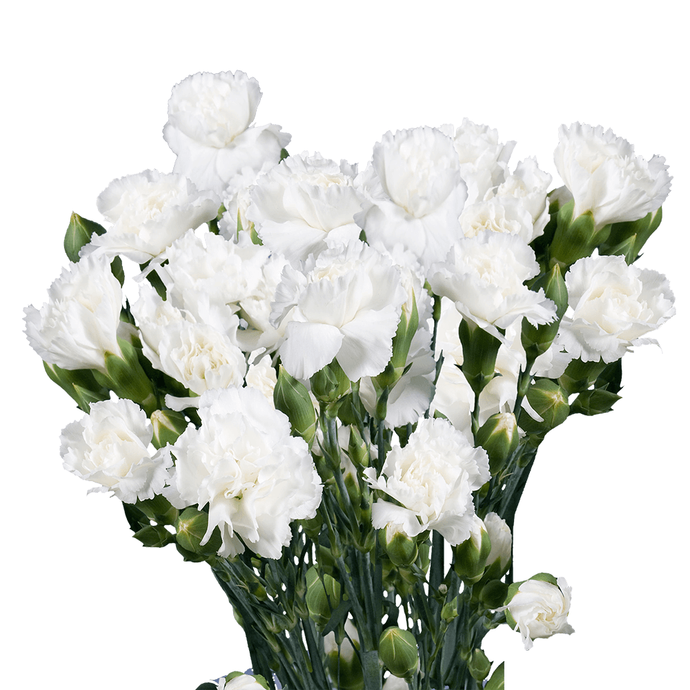 White Spray Carnations Bunches – Fresh Cut Flowers