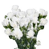 White Spray Carnations Bunches – Fresh Cut Flowers