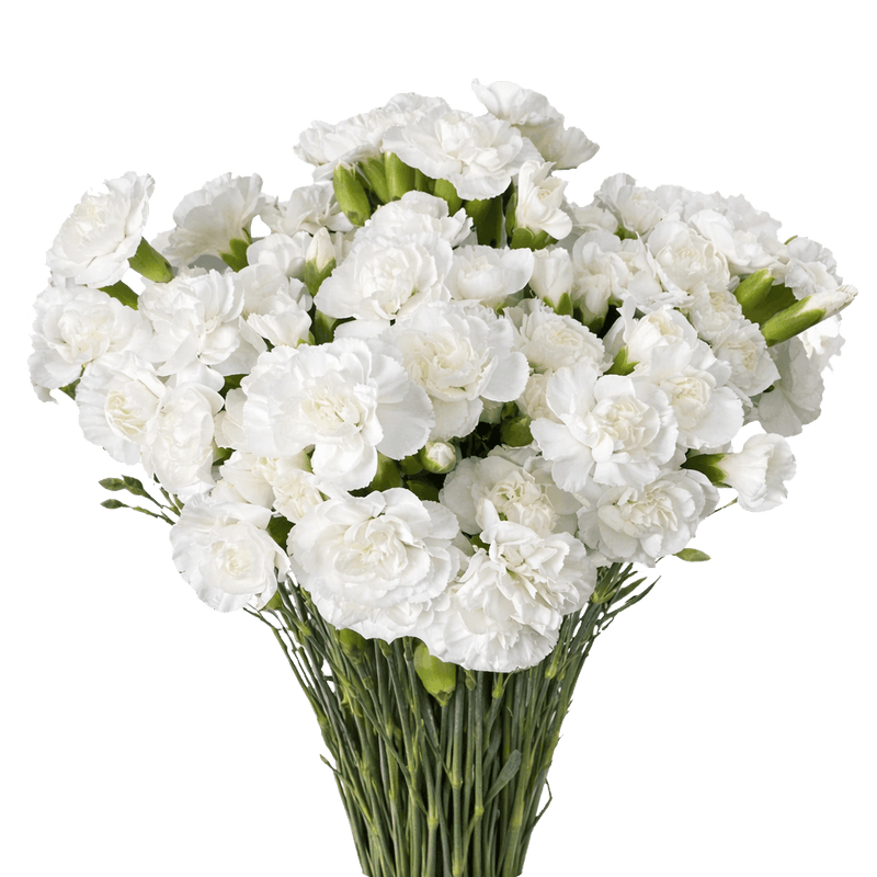 White Spray Carnations Bunches – Fresh Cut Flowers