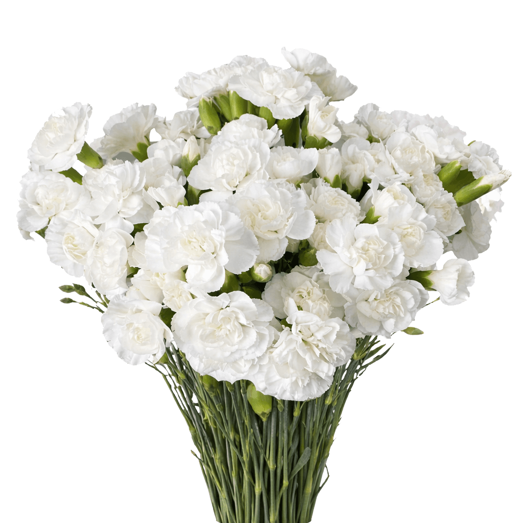 White Spray Carnations Bunches – Fresh Cut Flowers