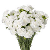 White Spray Carnations Bunches – Fresh Cut Flowers