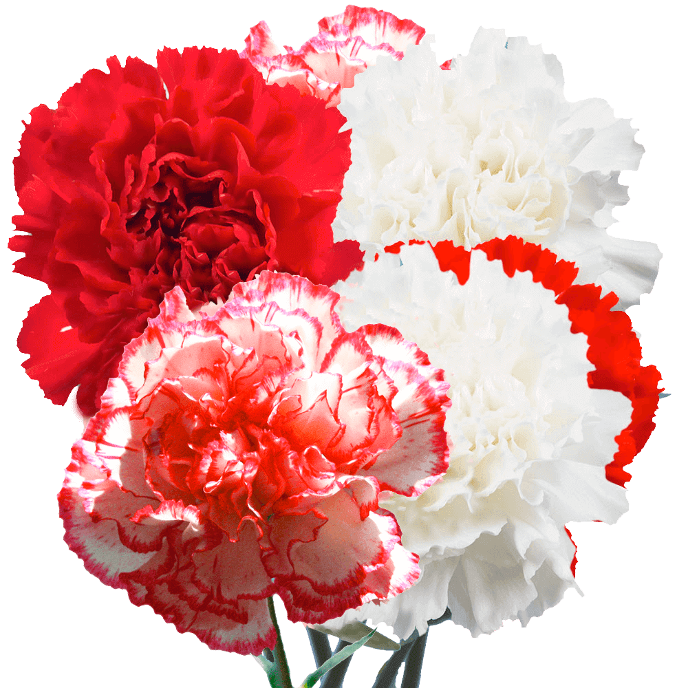 Christmas Carnations – Fresh Flower Bouquets