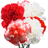 Christmas Carnations – Fresh Flower Bouquets