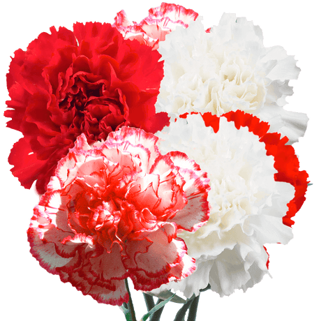 Christmas Carnations – Fresh Flower Bouquets