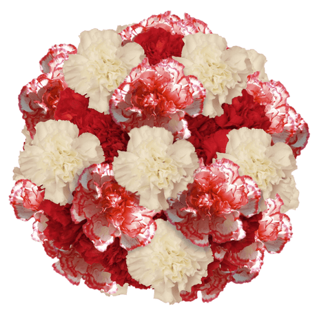 Christmas Carnations – Fresh Flower Bouquets